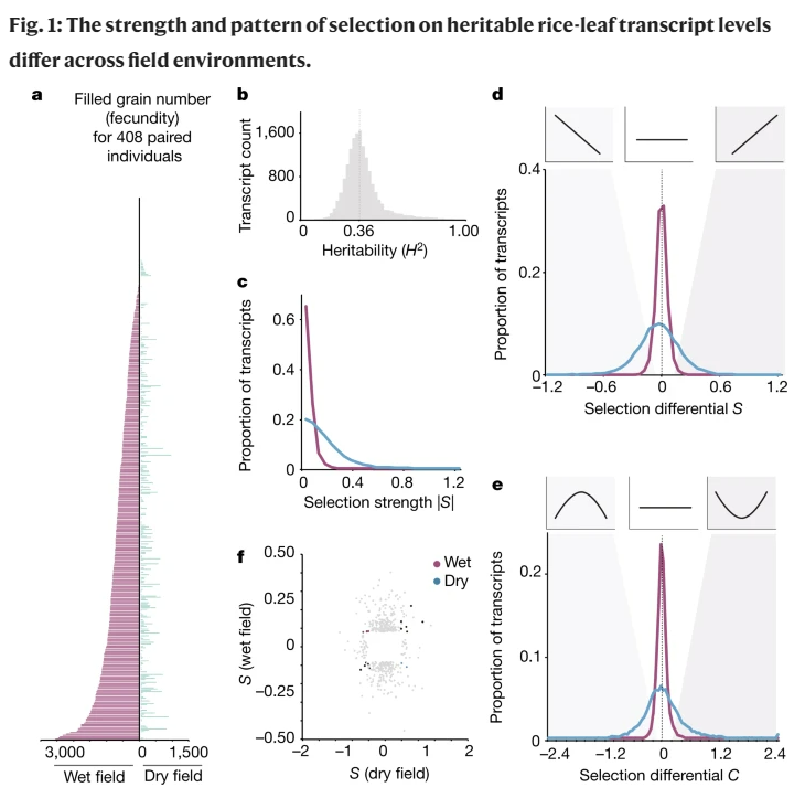 The Strength And Pattern Of Natural Selection On Gene Expression In