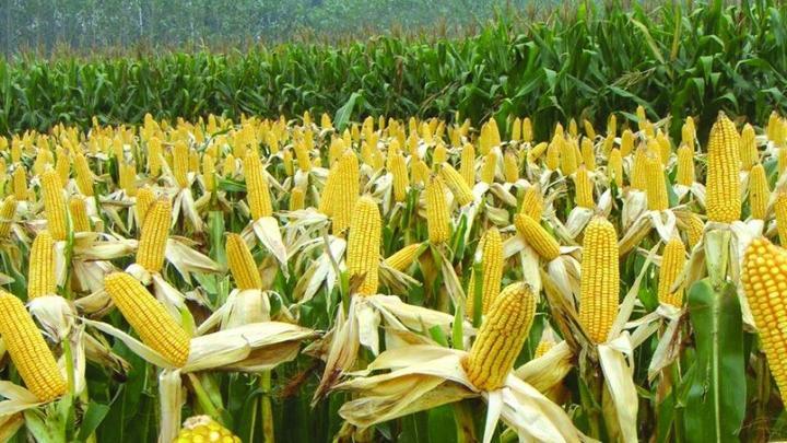海外农产品市场研究（2017）——玉米