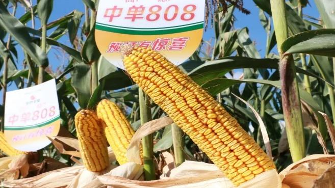 【成果转化】新玉米品种“中单808”