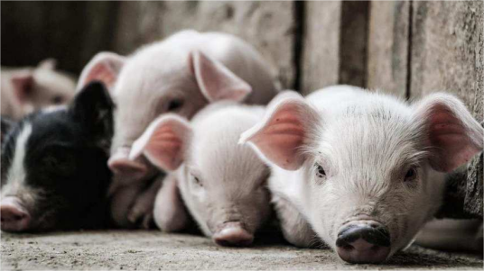 加速生物育种产业化；养猪产业走向智能化、信息化与规模化