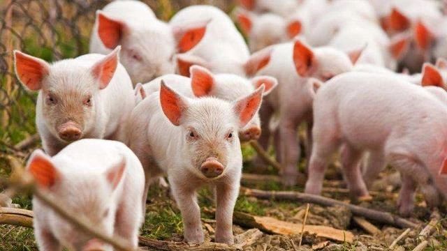 菲律宾设立振兴养猪业特别项目