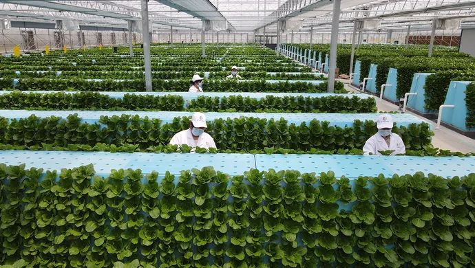 植物工厂：90%企业处于亏损状态，未来还需要弄清楚靠什么赚钱
