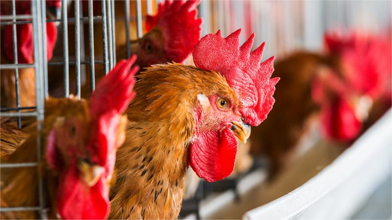 中国第1养殖大省肉鸡产业分布及屠宰企业名单